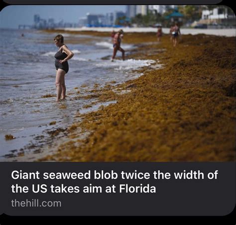 Giant seaweed blob twice the width of the US takes aim at Florida